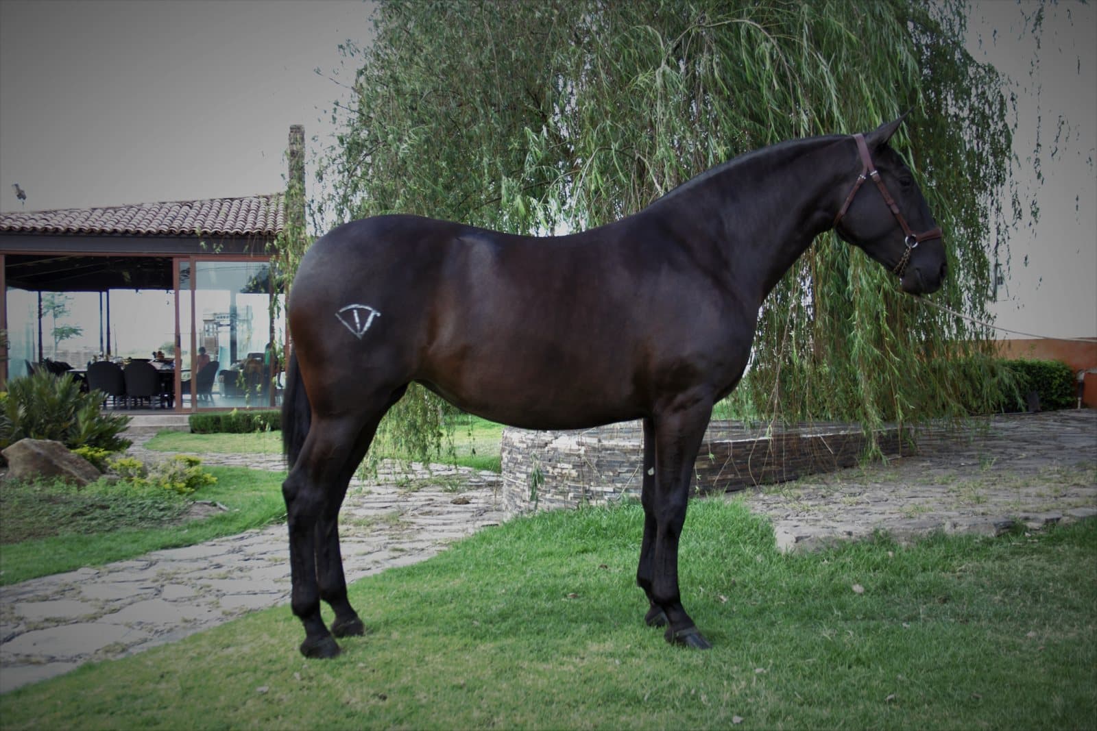Cómo vender tu caballo PRE: guía práctica para propietarios