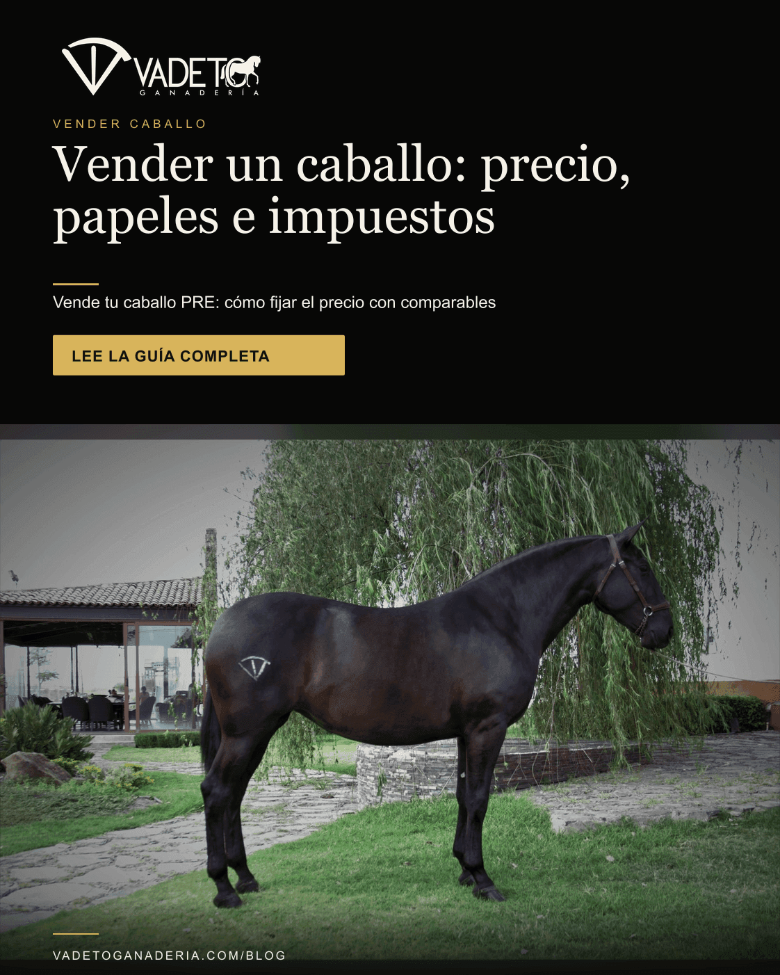 Portada editorial de Vadeto: Cómo vender un caballo PRE: precio, papeles e ISR
