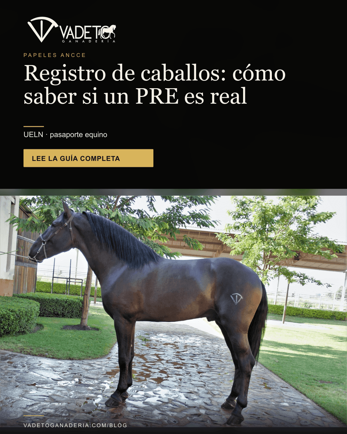 Portada editorial de Vadeto: Cómo saber si un caballo es PRE: UELN y papeles