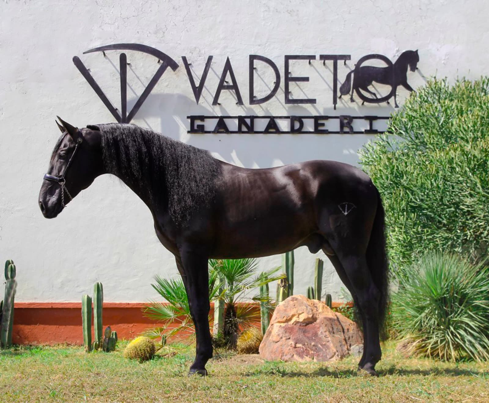 Cómo comprar un caballo a distancia en México sin que te estafen
