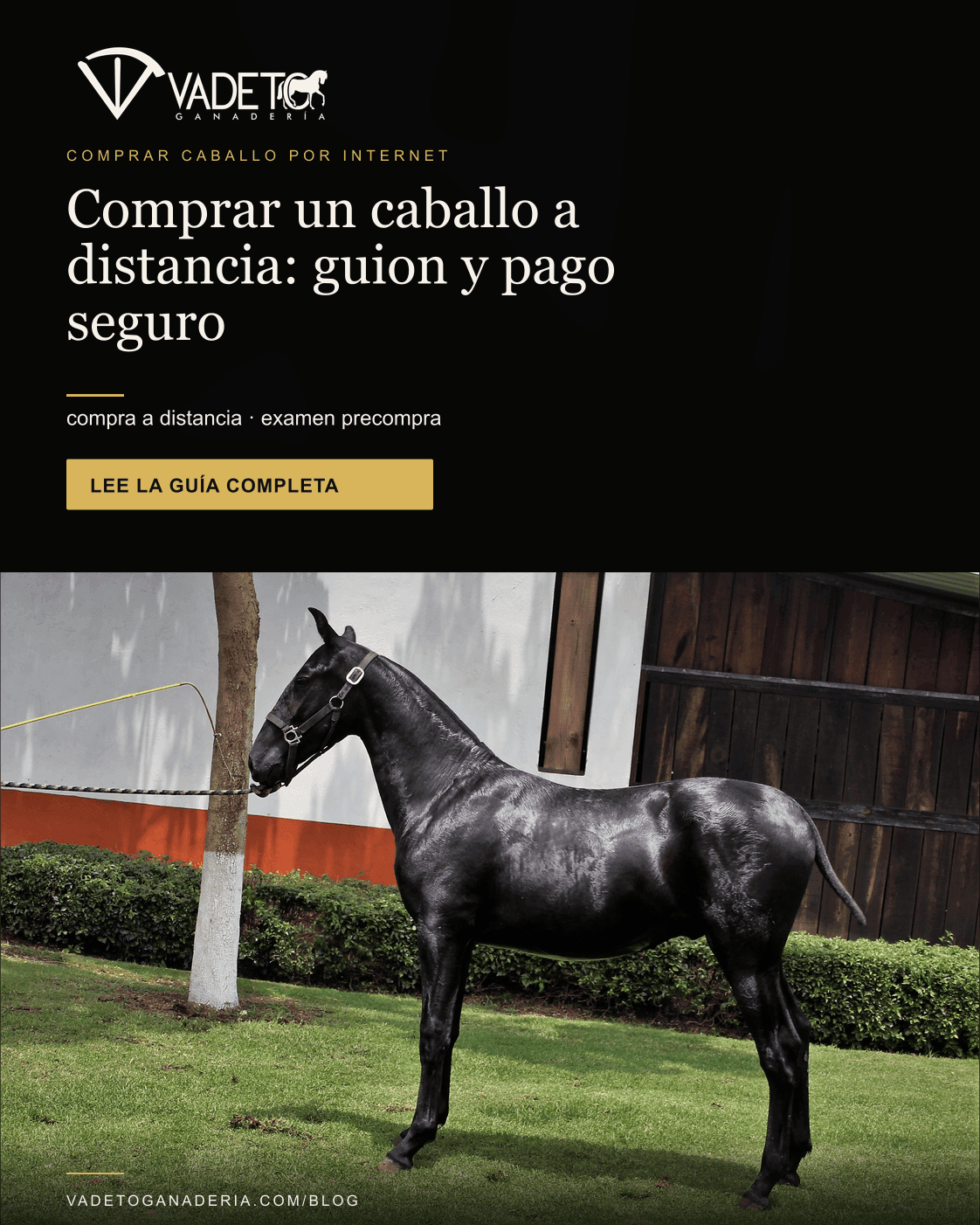 Portada editorial de Vadeto: Comprar un caballo a distancia: guion y pago seguro
