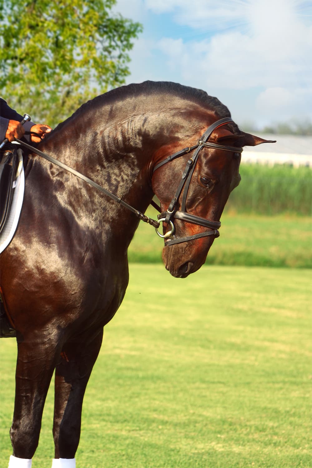 Caballo español castaño preparado y montado para su evaluación