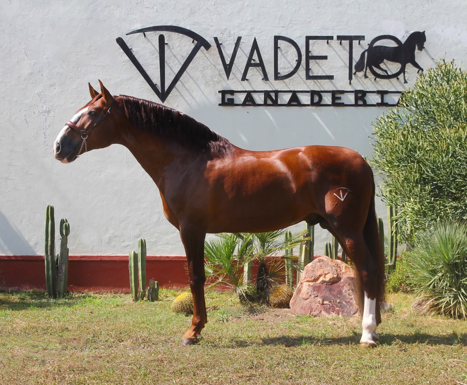 ¿Cuánto cuesta un caballo Azteca en México? Lo que define el precio (y nadie te explica)