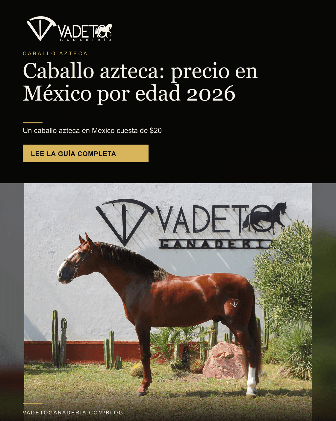 Portada editorial de Vadeto: Precio del caballo azteca en México por edad