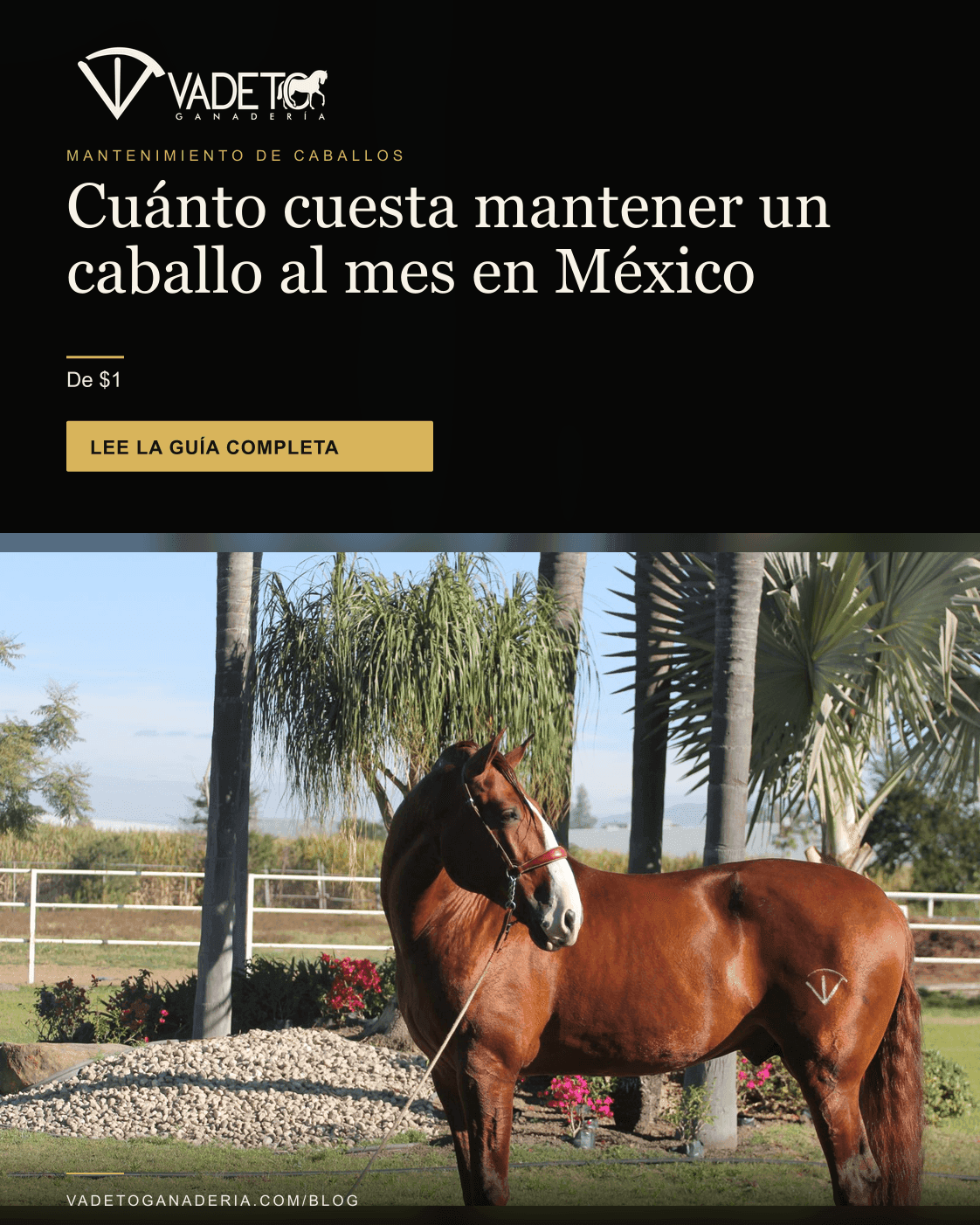 Portada editorial de Vadeto: Cuánto cuesta mantener un caballo al mes en México
