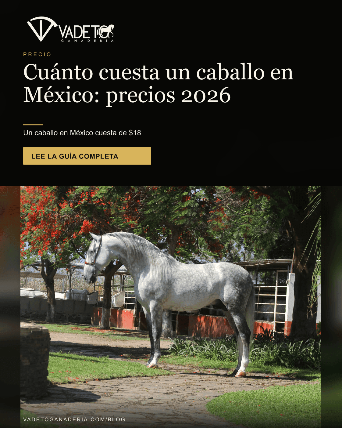 Portada editorial de Vadeto: Cuánto cuesta un caballo en México: precios 2026
