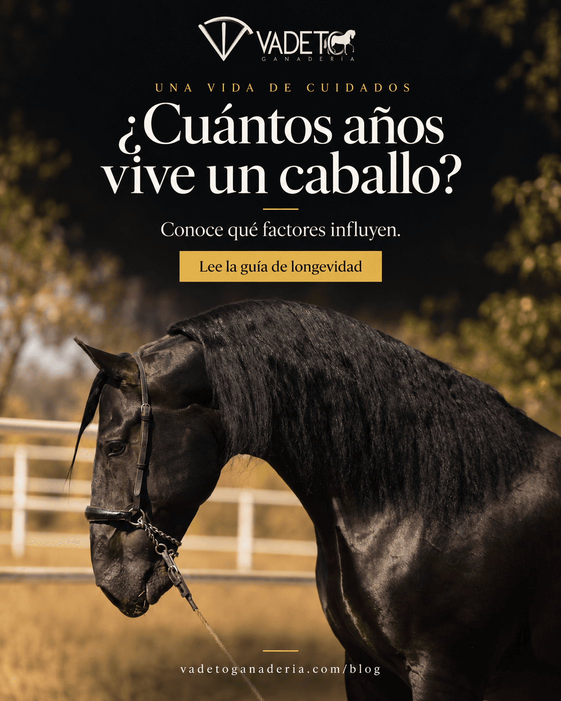 Diseño de Vadeto Ganadería: ¿Cuántos años vive un caballo?