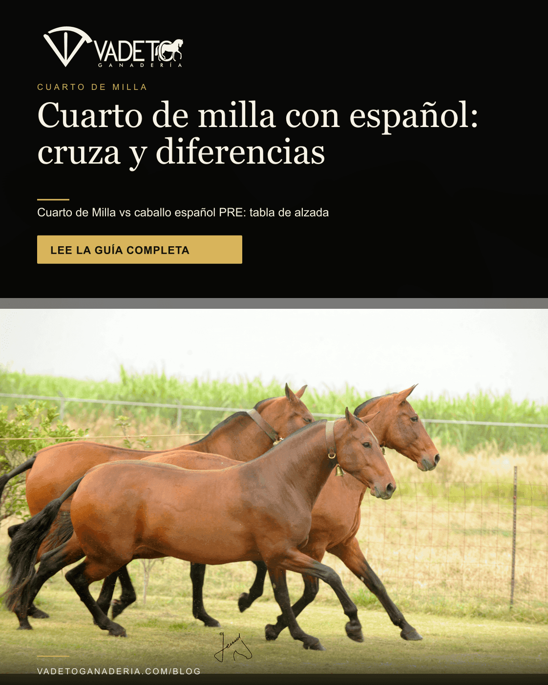 Portada editorial de Vadeto: Cuarto de Milla vs caballo español: tabla y cruza