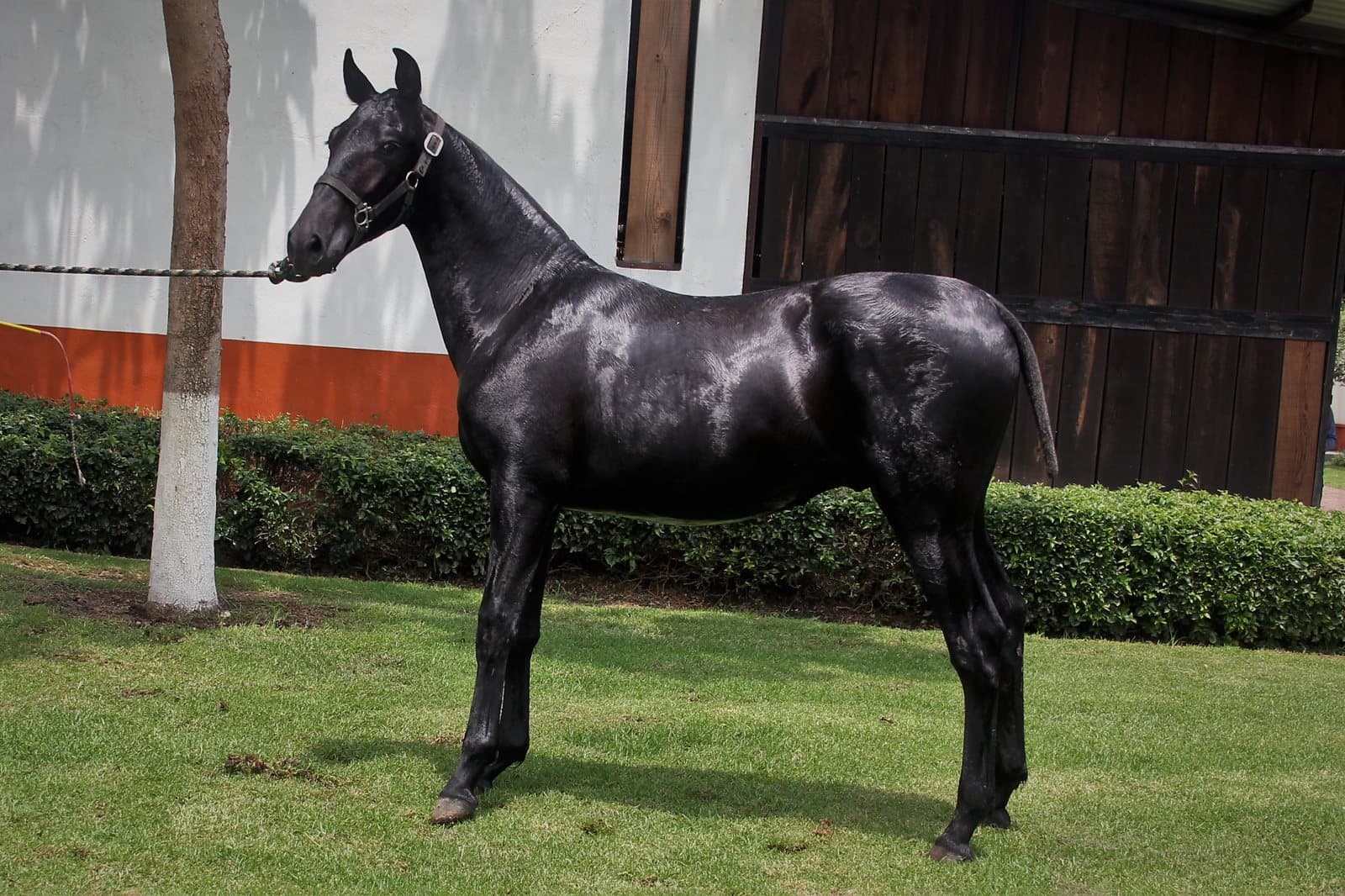 Cuidados del caballo PRE en clima cálido — guía para México