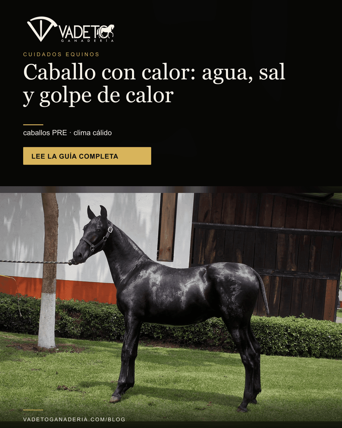 Portada editorial de Vadeto: Caballo en calor: agua, sal y golpe de calor