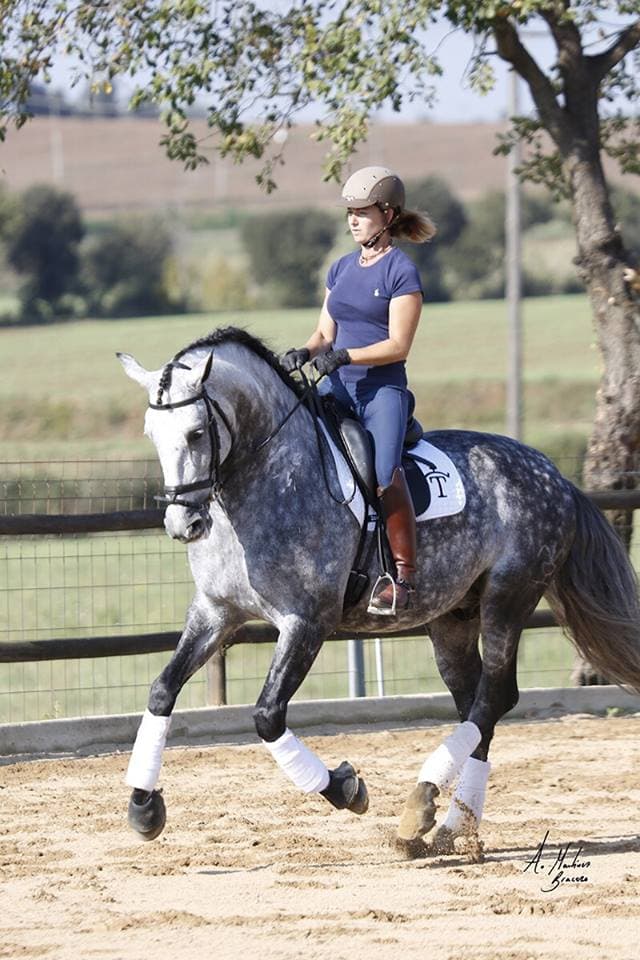 Caballo español tordo trabajando ejercicios de doma clásica con su amazona