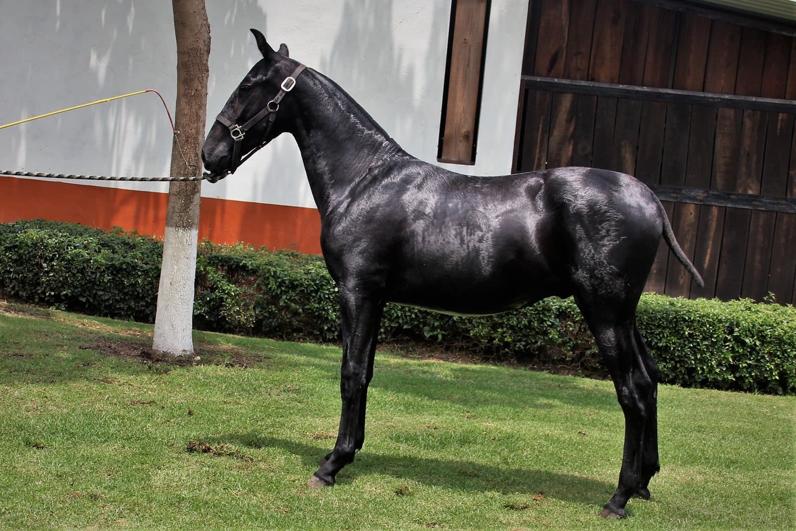 Doma clásica vs doma vaquera: cuál le conviene a tu caballo PRE