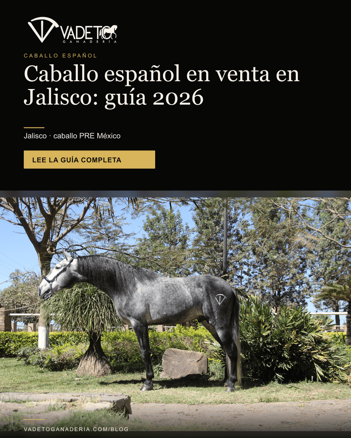 Portada editorial de Vadeto: Caballo español PRE en Jalisco: dónde comprar
