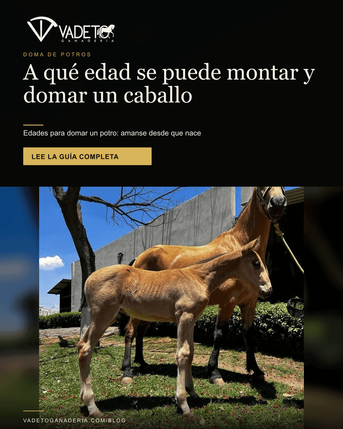 Portada editorial de Vadeto: A qué edad se doma un potro: edades por etapa