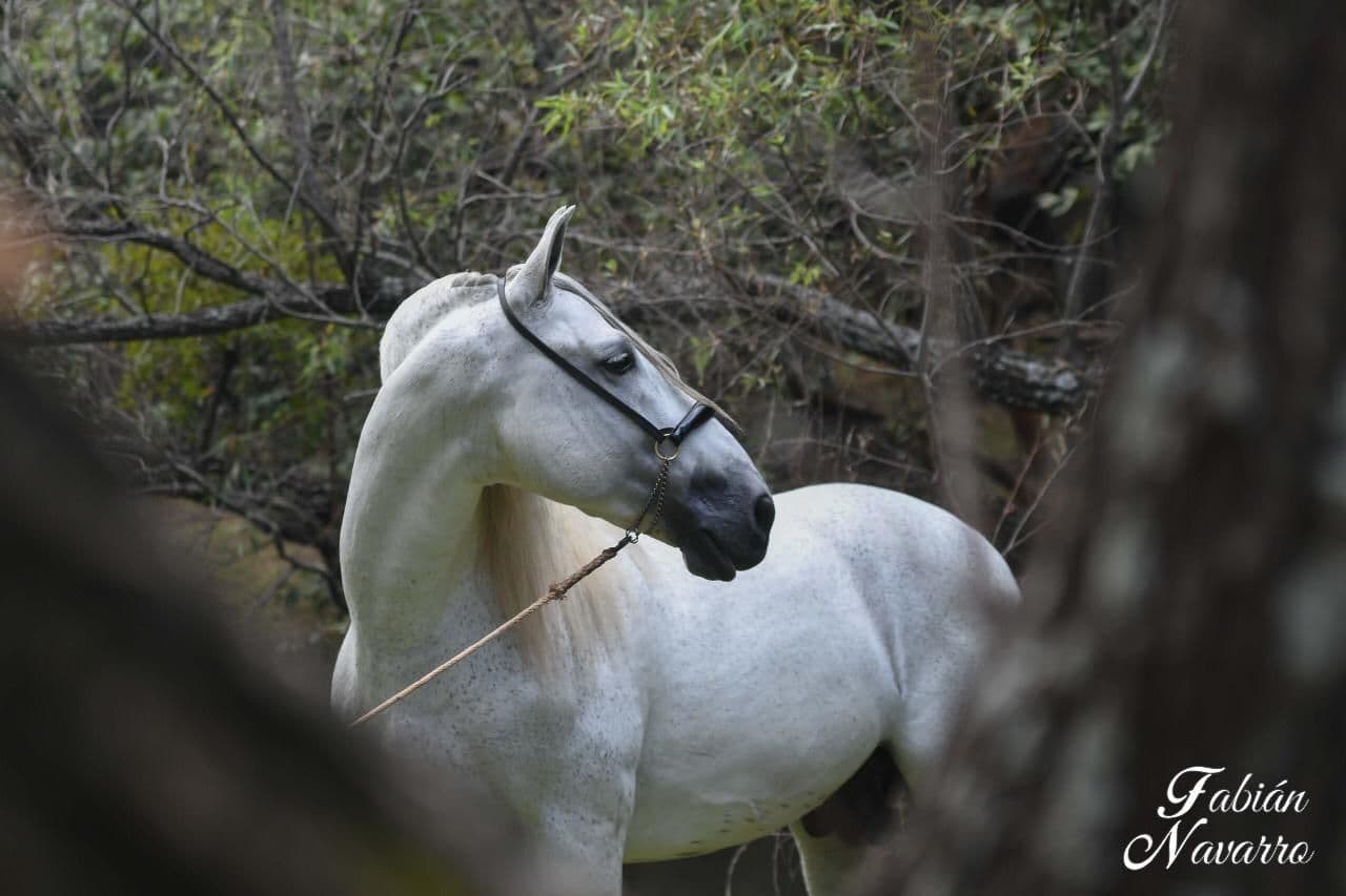 Caballo español tordo observado de perfil en un entorno natural