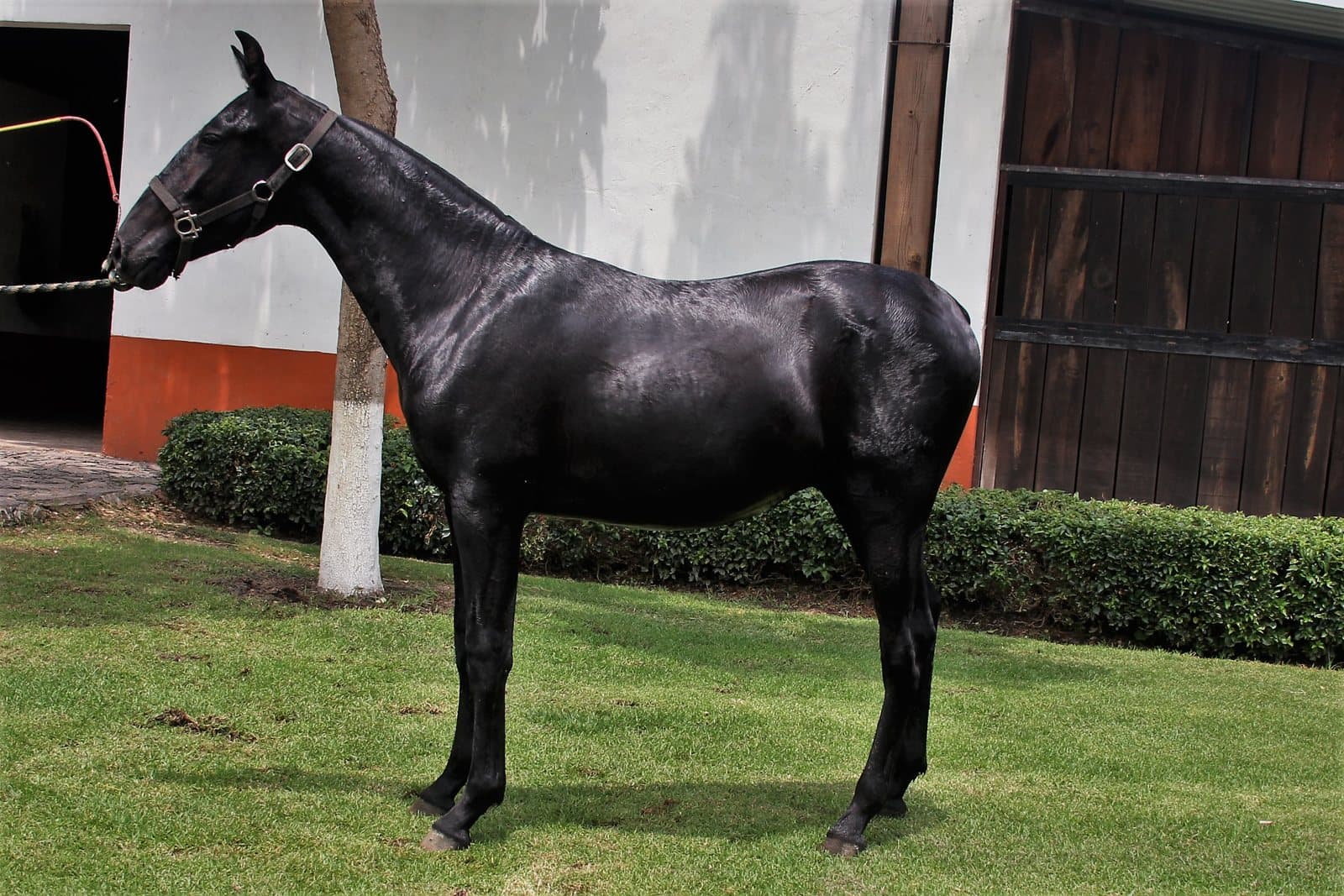 7 errores fatales al comprar tu primer caballo PRE (y cómo evitarlos)