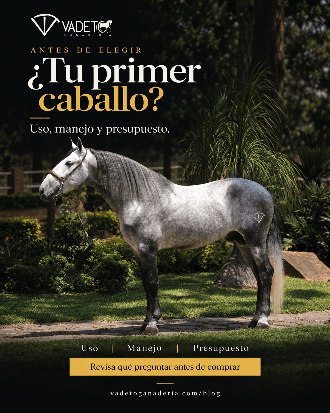 Diseño de Vadeto Ganadería: ¿Tu primer caballo? Uso, manejo y presupuesto