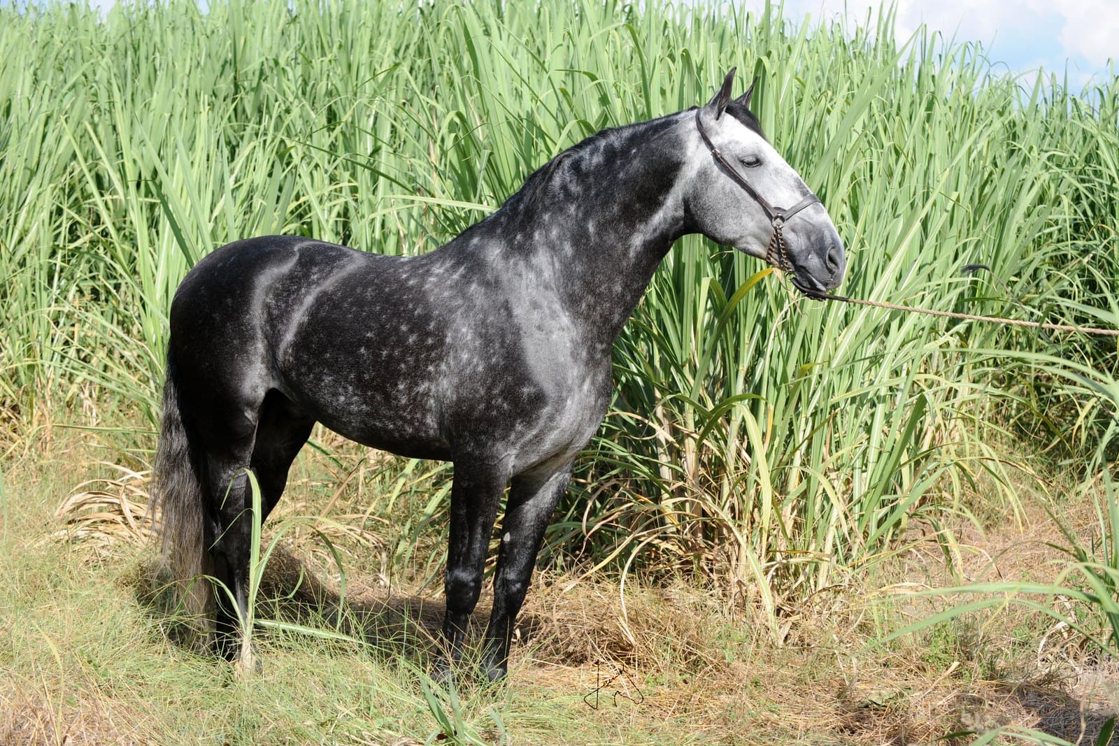 Semental Pura Raza Española de Vadeto Ganadería en Tala, Jalisco