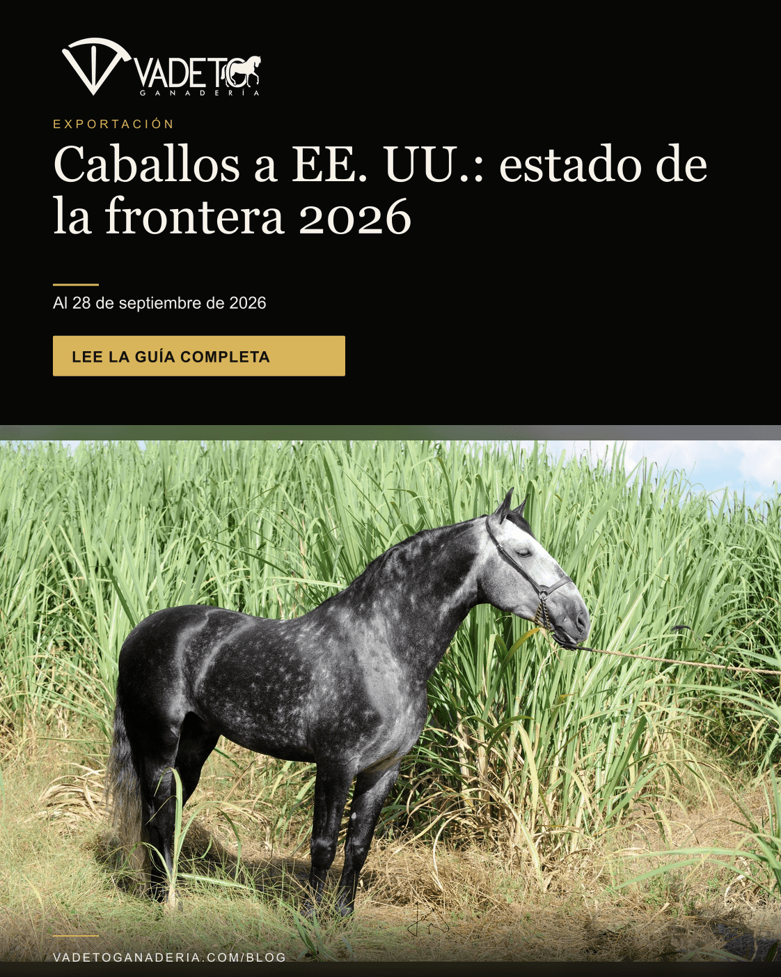 Portada editorial de Vadeto: Caballos a EE. UU.: estado de la frontera 2026