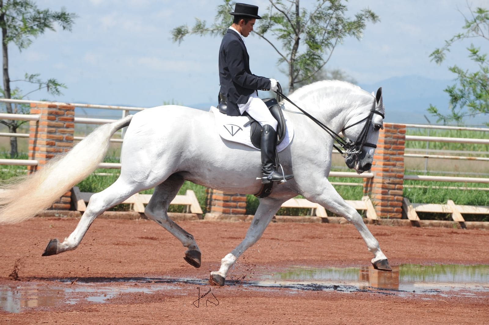 Jinete en doma clásica sobre un caballo español tordo de Vadeto