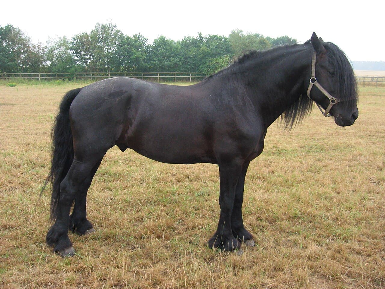 Caballo frisón negro de perfil, con crin y cola largas y pelo alrededor de los menudillos