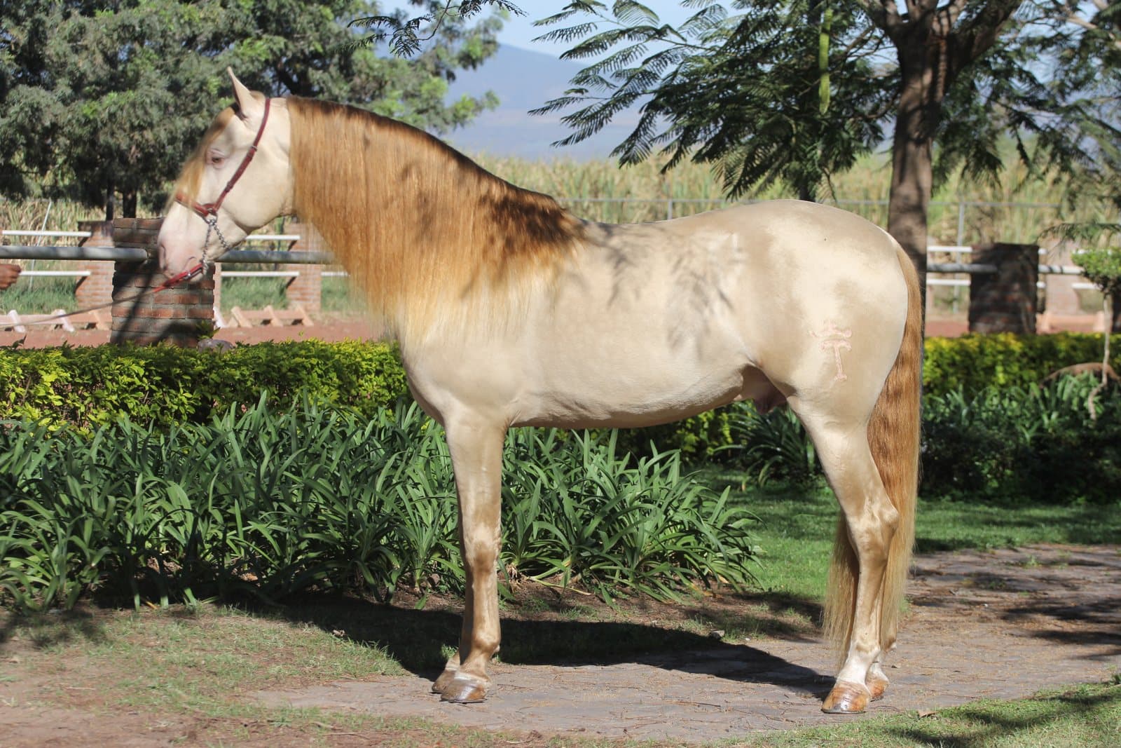 Genética de las capas del caballo: cómo se hereda el color