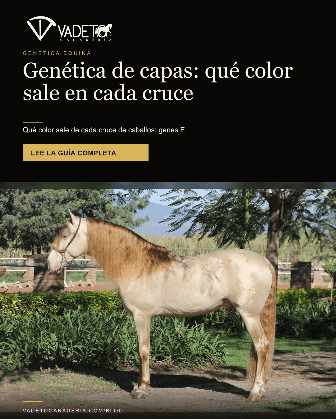 Genética de las capas del caballo: qué color sale de cada cruce y con qué probabilidad
