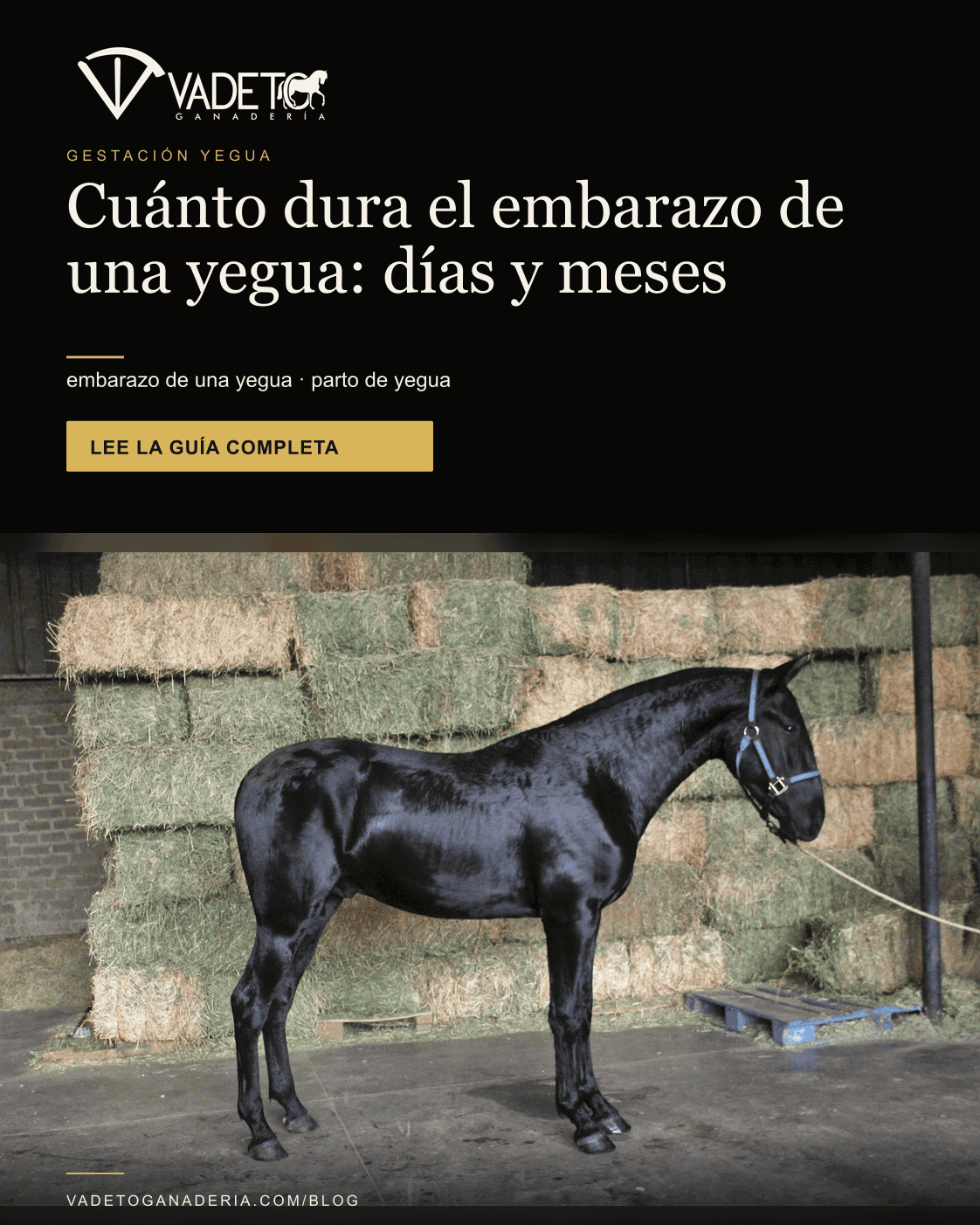 Portada editorial de Vadeto: Cuánto dura el embarazo de una yegua: días y meses