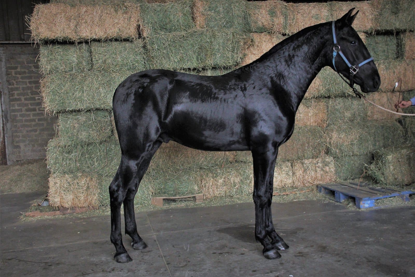 Herraje del caballo PRE: guía completa sobre el cuidado del casco