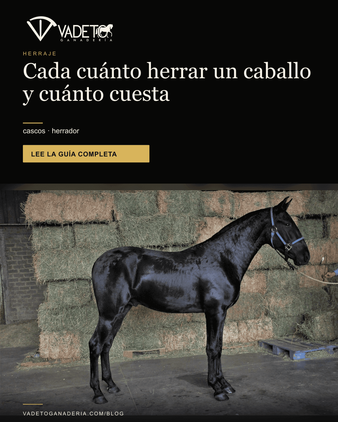 Portada editorial de Vadeto: Cada cuánto herrar un caballo y cuánto cuesta