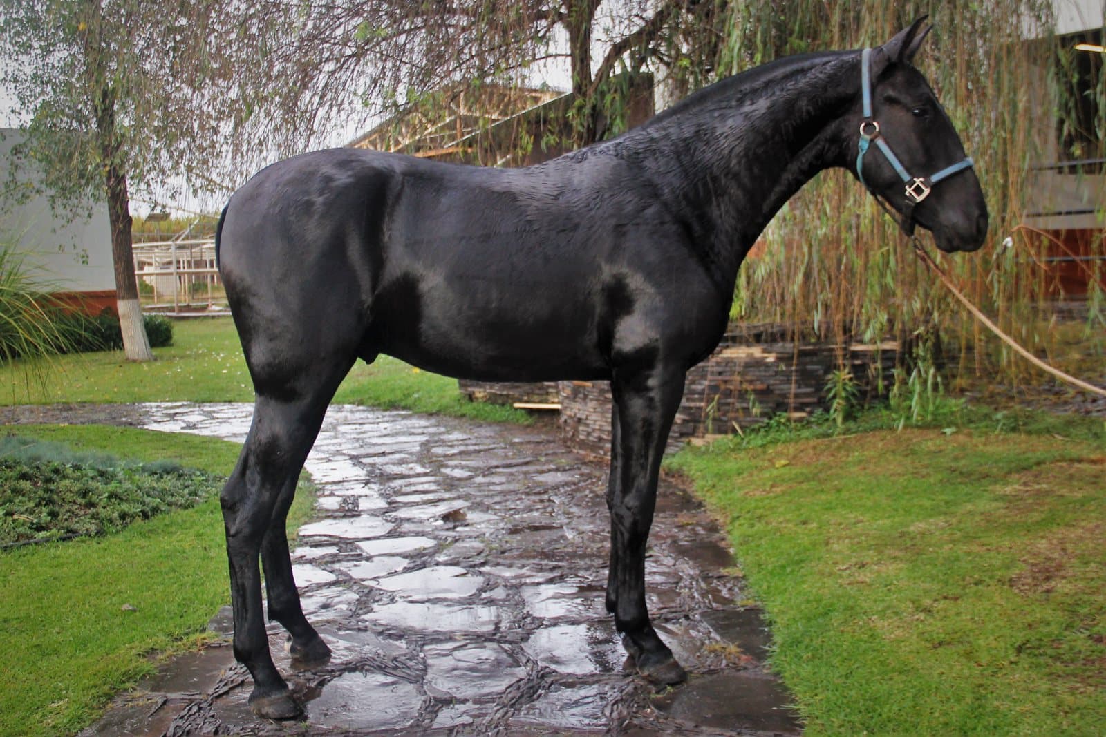 Importar un caballo PRE de México a Estados Unidos: guía 2026