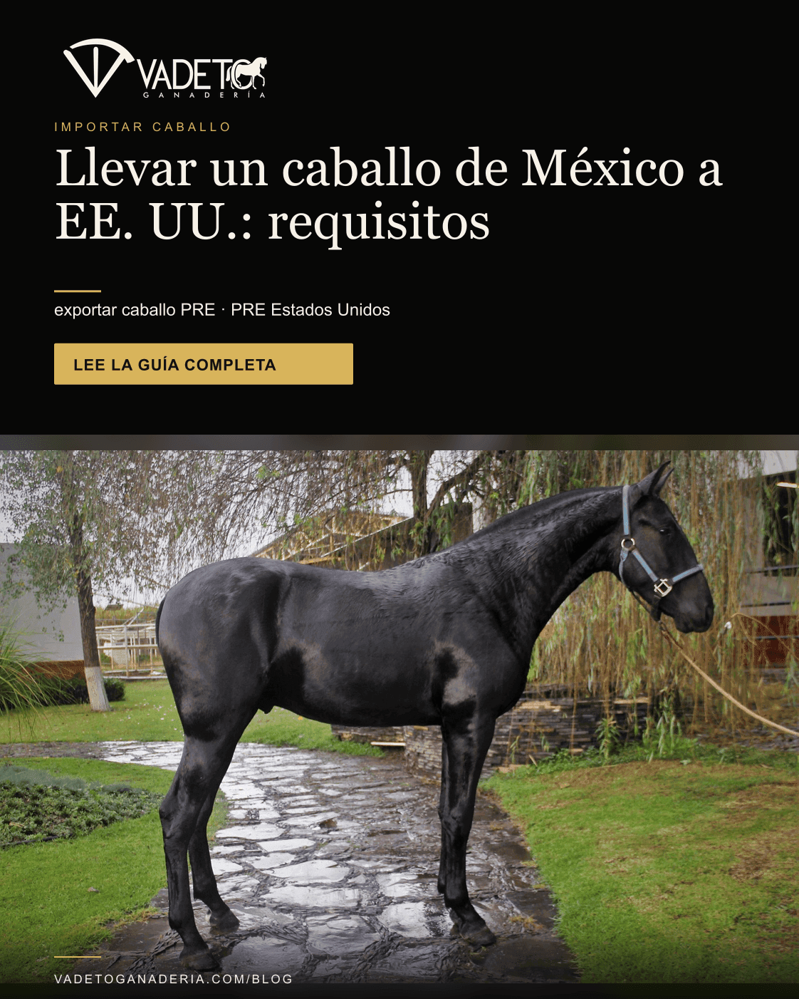 Portada editorial de Vadeto: Llevar un caballo de México a EE. UU.: requisitos