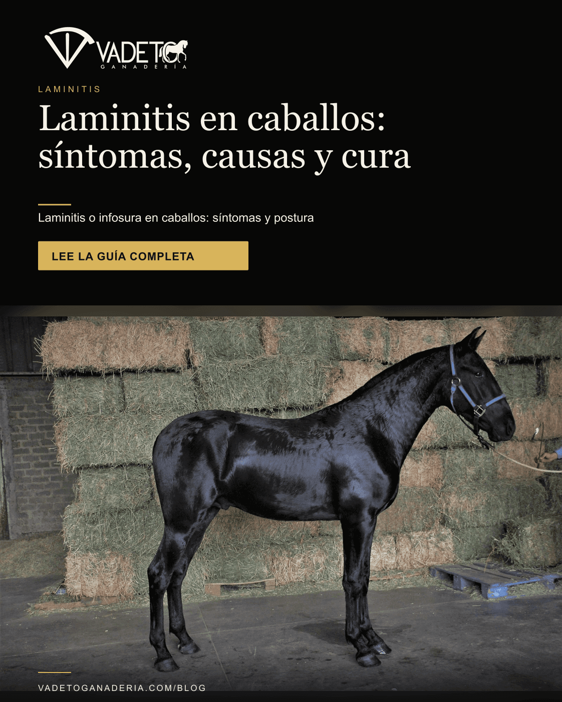 Portada editorial de Vadeto: Laminitis en caballos: síntomas, causas y cura