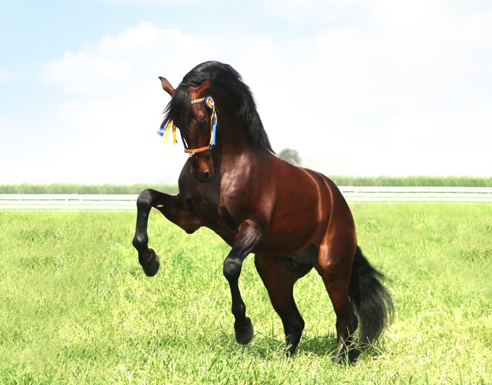 Lebrero, caballo español castaño en movimiento con su distintivo