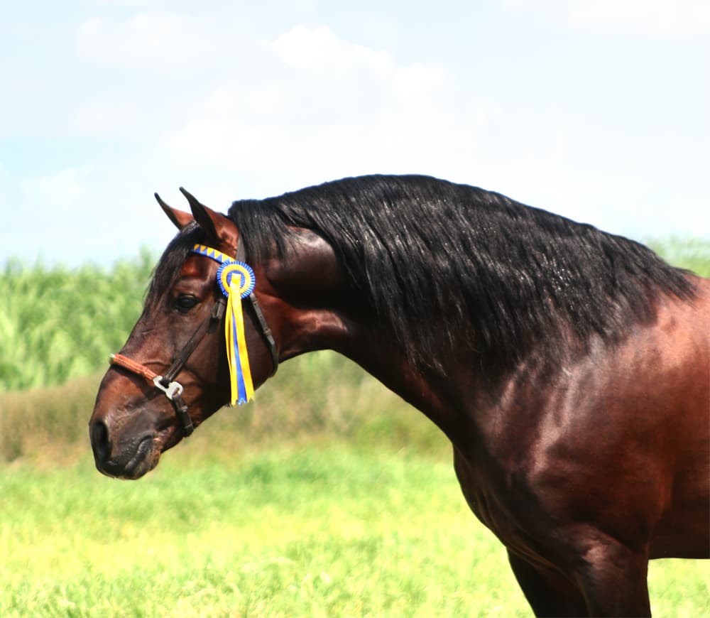 Lebrero, caballo español castaño, retratado con distintivo de premio