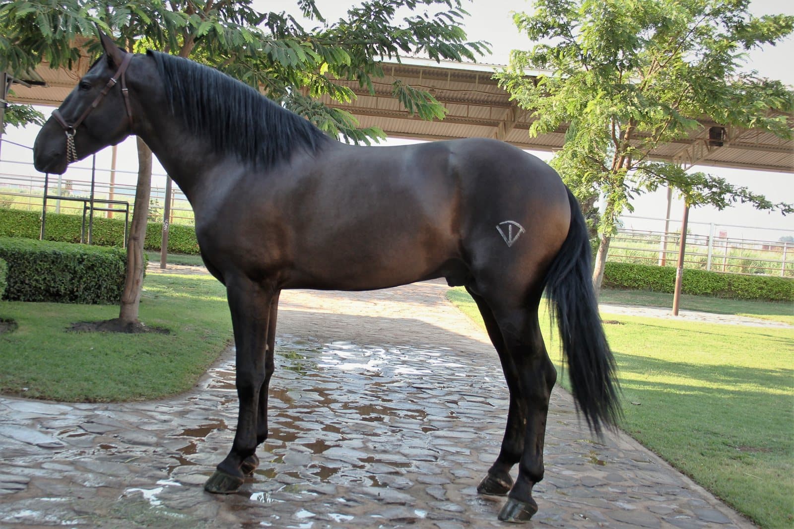 Maquila reproductiva en caballos PRE: guía completa para criadores 2026