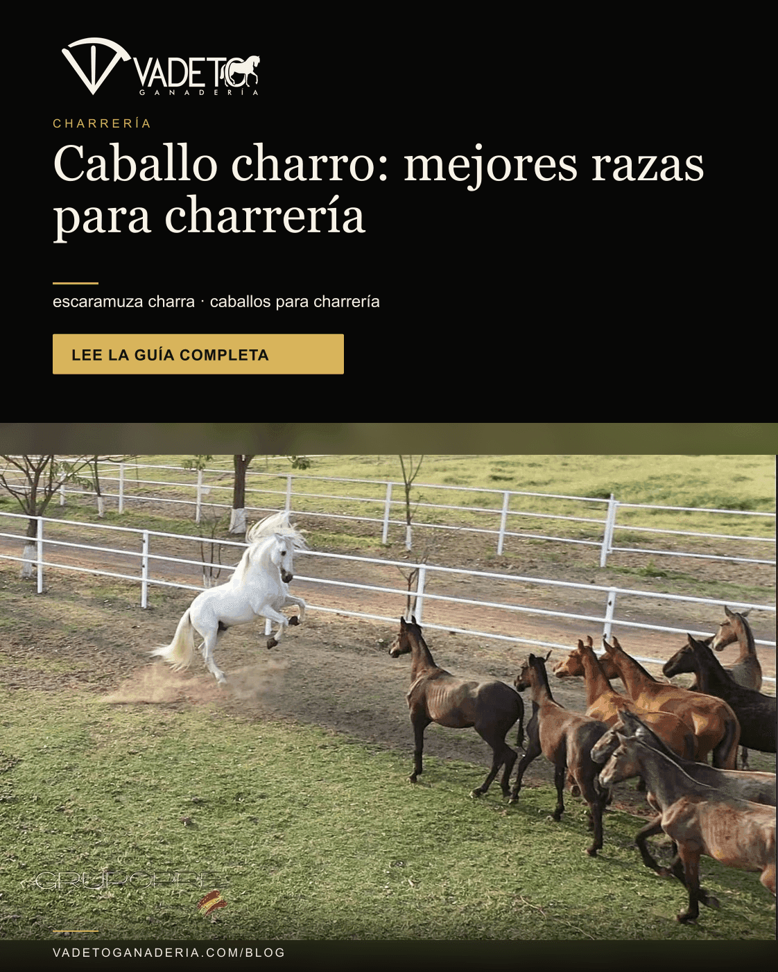 Portada editorial de Vadeto: Caballos de charrería y escaramuza: razas y reglas