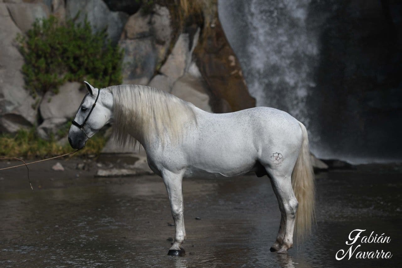 Caballo español tordo de perfil mostrando su conformación completa