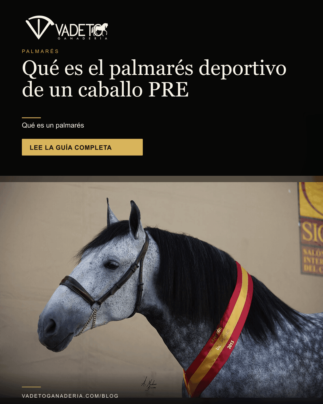 Portada editorial de Vadeto: Palmarés de un caballo PRE: qué es y cuánto vale