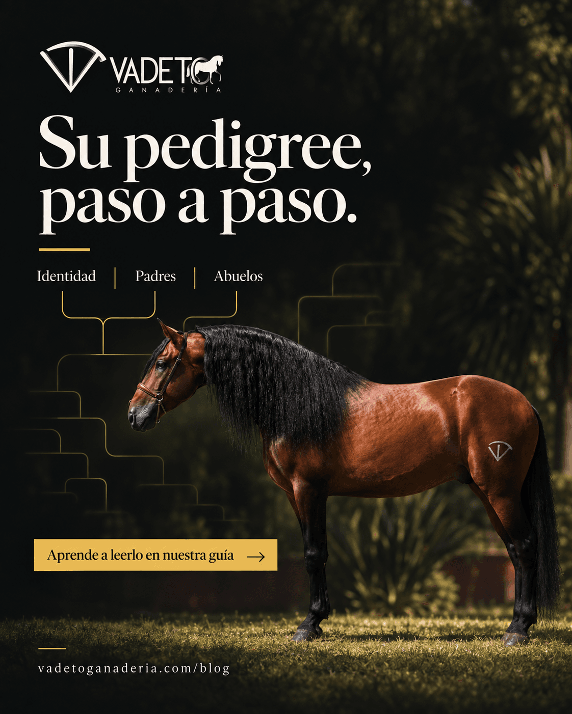 Diseño de Vadeto Ganadería: Su pedigree, paso a paso