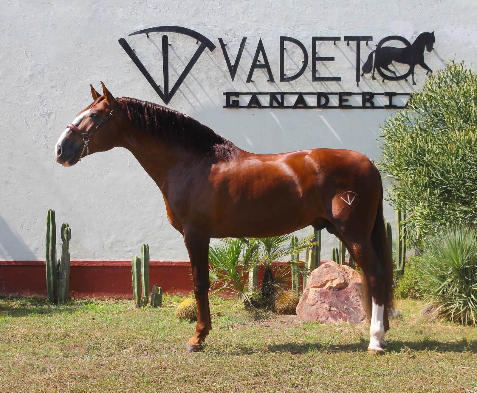 Caballo español de Vadeto frente al emblema de la ganadería