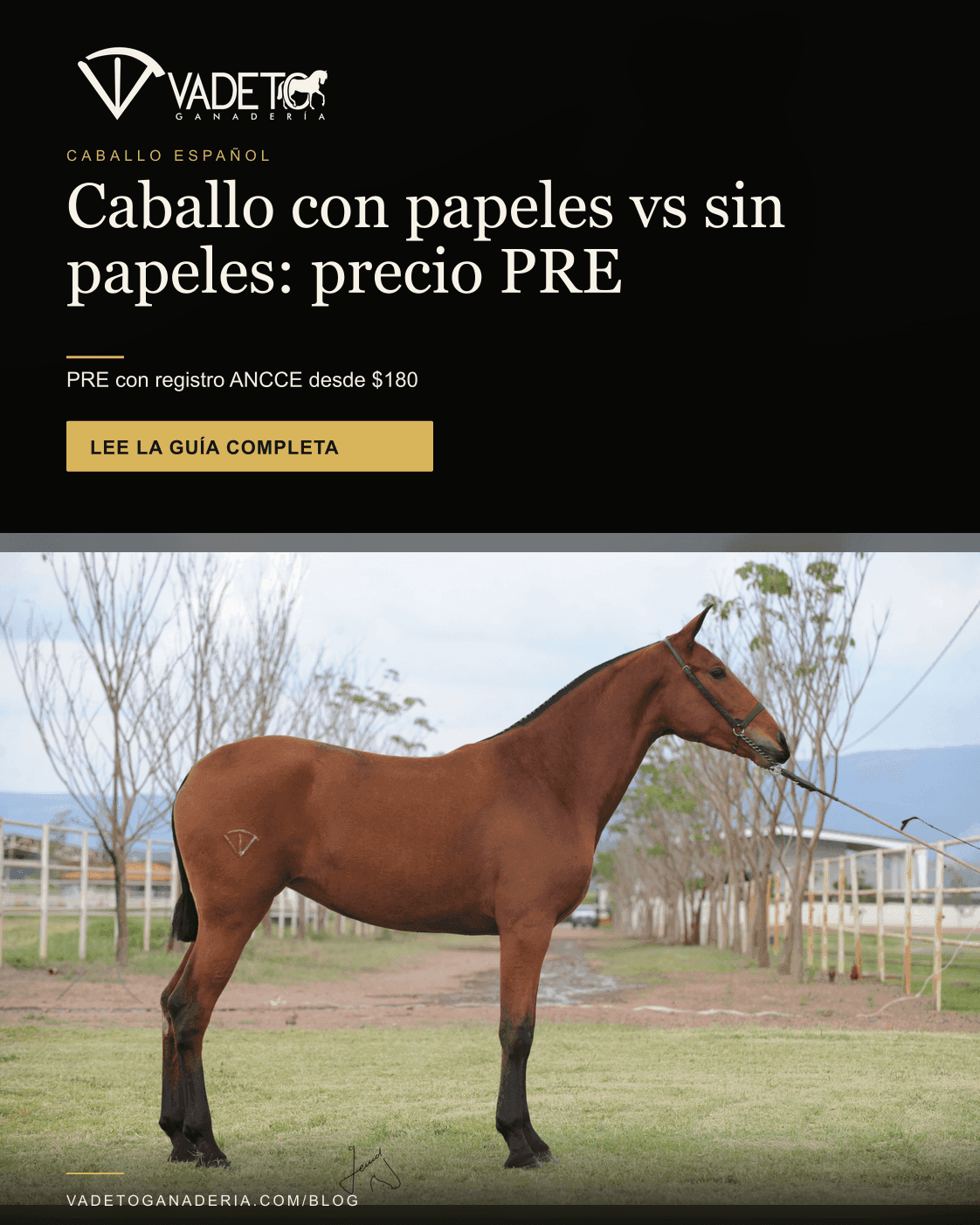 Portada editorial de Vadeto: Caballo PRE con papeles vs sin papeles: precio
