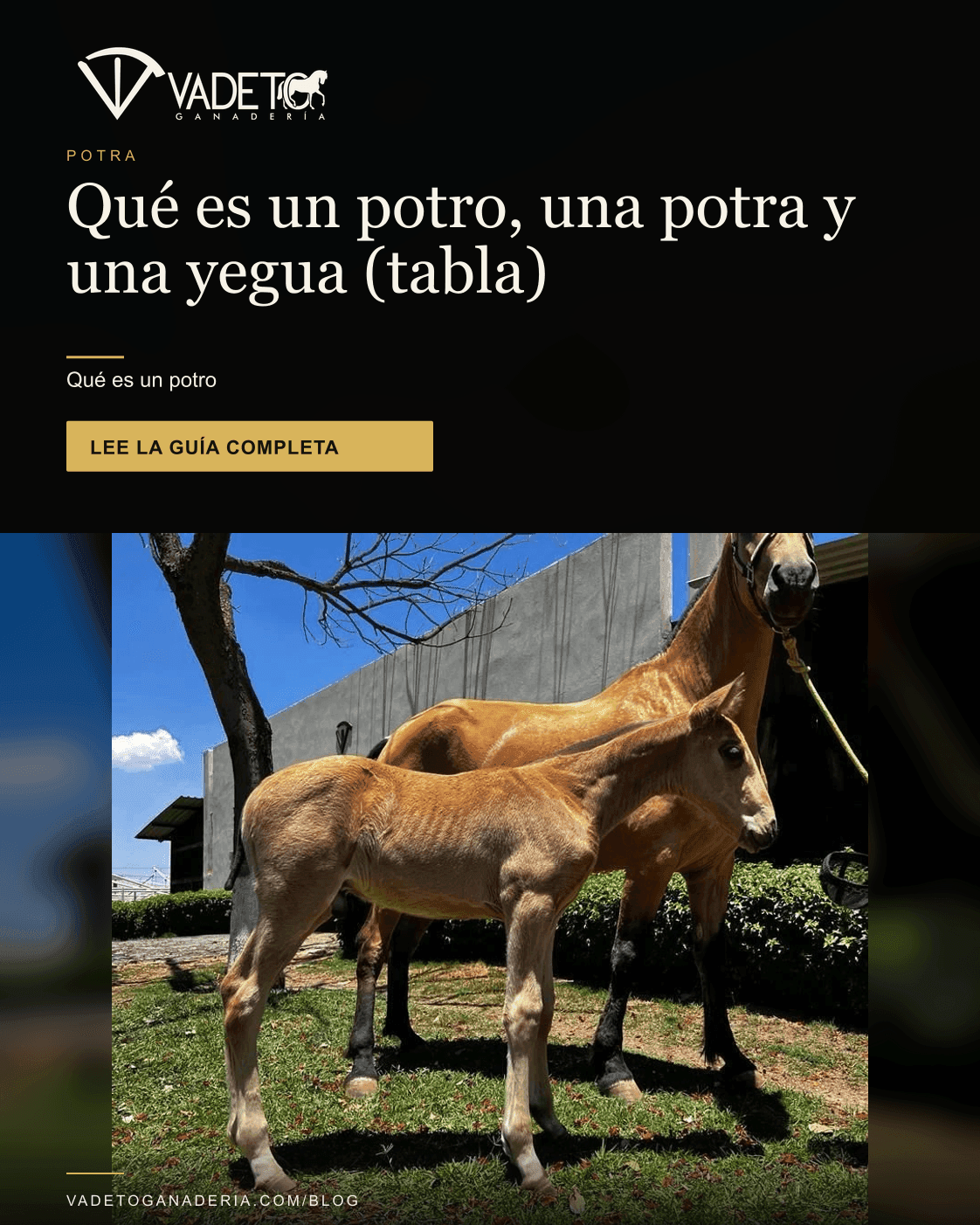 Portada editorial de Vadeto: Potro, potra y yegua: qué es y tabla por edad