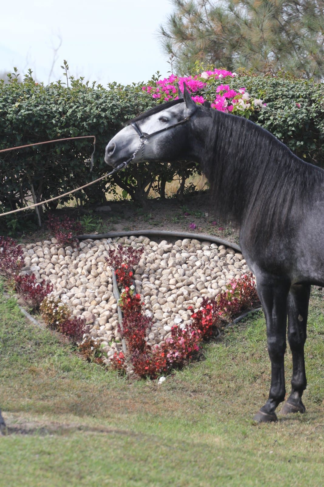 PRE vs Andaluz vs Lusitano: 7 diferencias reales (la guía que nadie te cuenta)
