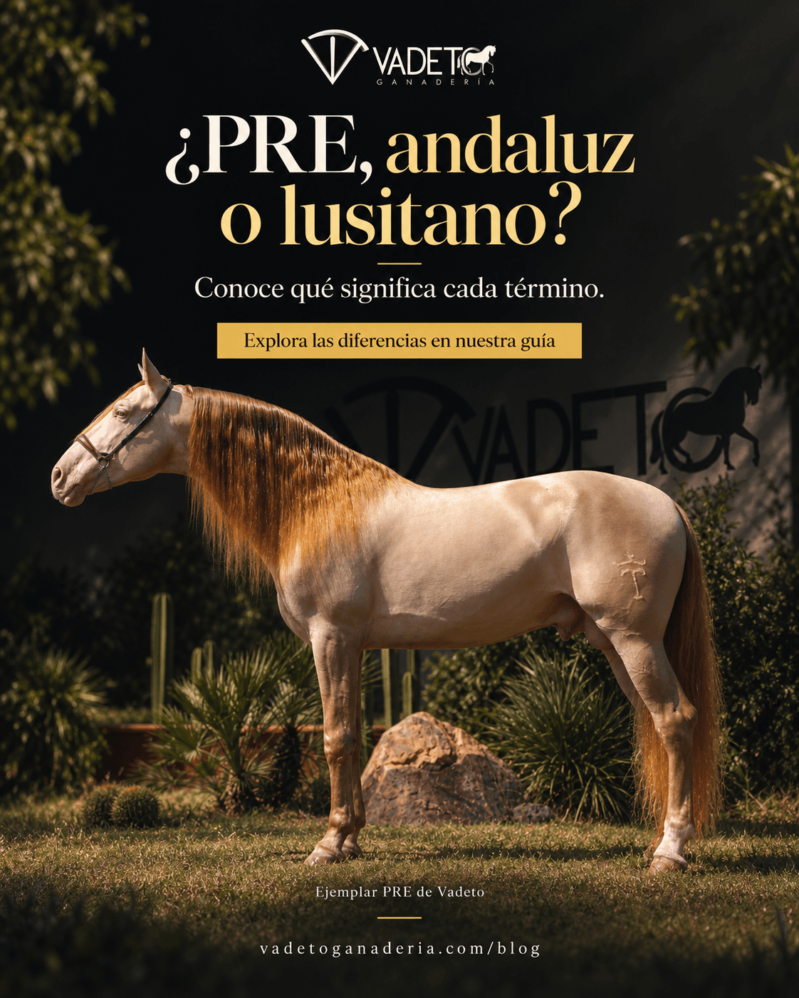 Diseño de Vadeto Ganadería: ¿PRE, andaluz o lusitano?