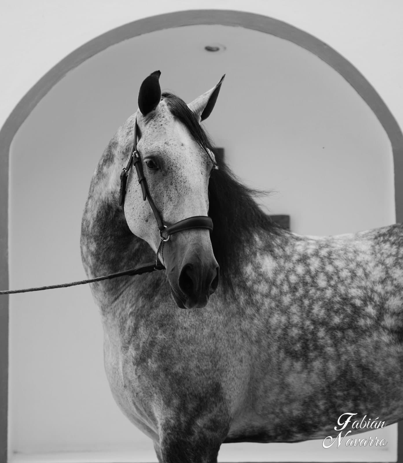 Precio de un caballo Pura Raza Española en México 2026 — guía honesta