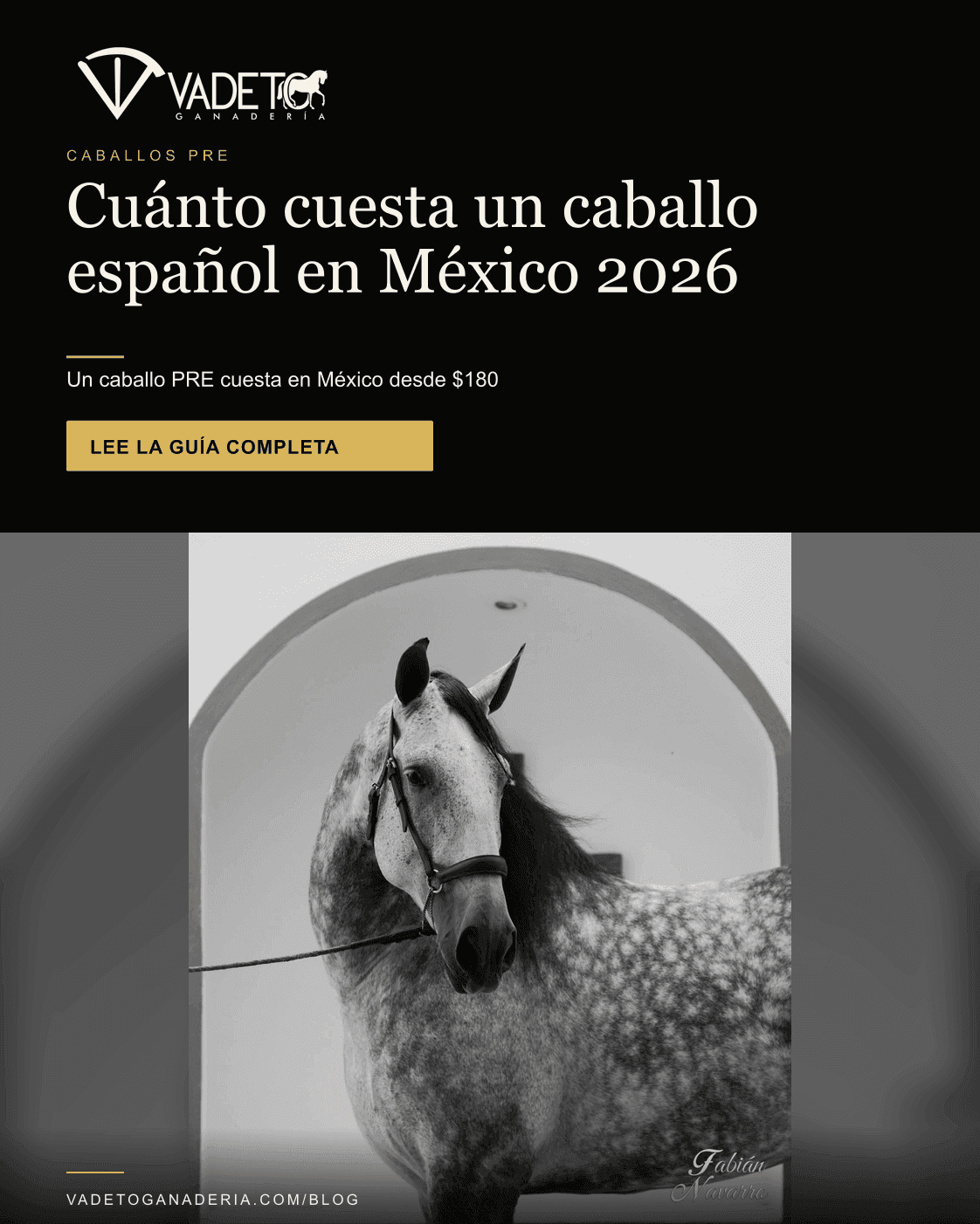 Portada editorial de Vadeto: Precio de un caballo español PRE en México 2026