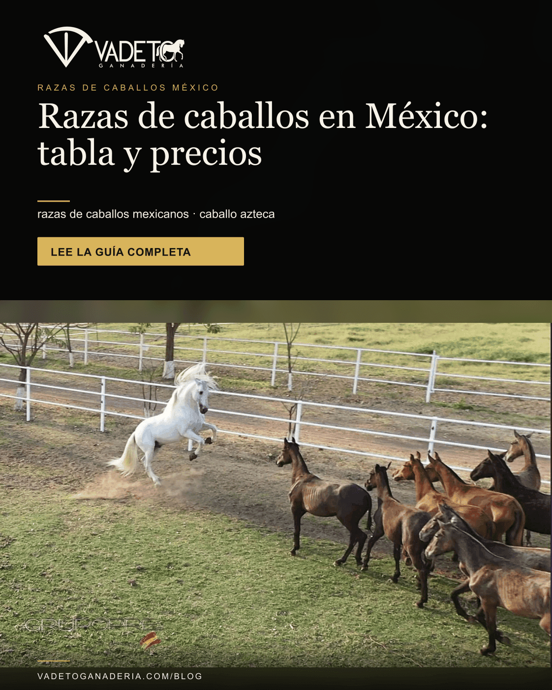 Razas de caballos: las de México y las más conocidas del mundo, con tabla de alzada, peso, uso y precio