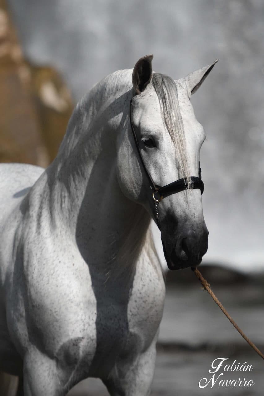 Primer plano de la cabeza y hocico de un caballo español tordo
