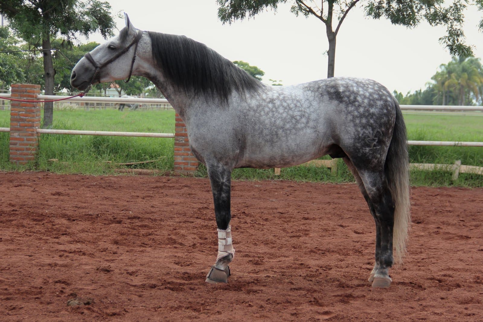 Salud dental equina: por qué tu caballo necesita un odontólogo